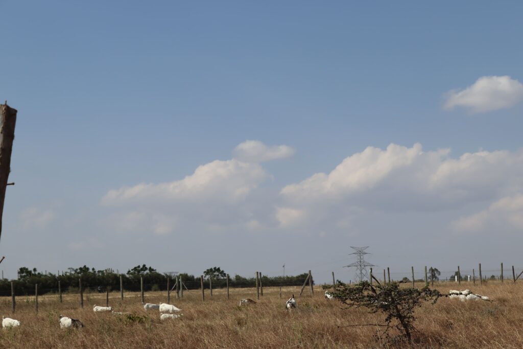 beuland properties (8)
